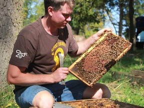 Dan Davidson, former president of the Ontario Beekeepers Association, checks a hive near his home outside of Watford, Ont..