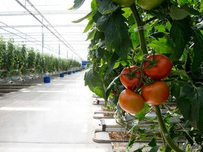 Kent Bridge-based Greenhill Produce in Chatham-Kent wants to develop a 100-acre greenhouse complex in Dawn-Euphemia Township, just south of Oil Springs. Justin Geertsema of Greenhill said Tuesday the required investment would be between $80 and $100 million. The new greenhouse would grow either peppers, tomatoes or cucumbers. (File photo/Postmedia Network)