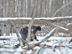 Barrie police officers search a wooded area behind 101 Kozlov St., Tuesday, as the investigation into a homicide continues. MARK WANZEL/PHOTO