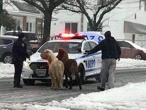 Cops capture escaped ponies during a snowstorm. (NYPD/Twitter photo)