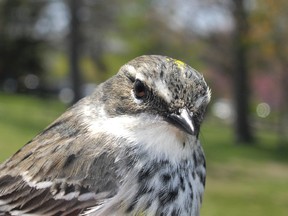A female yellow-rumped warbler, one of 91 of the species caught and banded at Canatara Park by the Native Territories Avian Research Project (NTARP) last year. Bird banding is returning to the park in April and May. (Submitted)