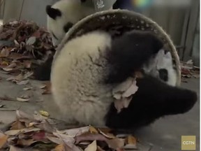 Pandas at a giant panda breeding centre in China’s south-western Sichuan Province stir up a little trouble.