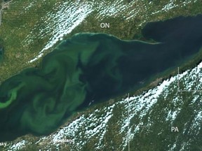 The satellite image below shows the extent of the 2015 algae bloom in Lake Erie on Sept. 6, 2015, when it was less concentrated than in August but extended well beyond the lake's western reaches where the problem is typically its worst. (U.S. National Oceanic and Atmospheric Administration)