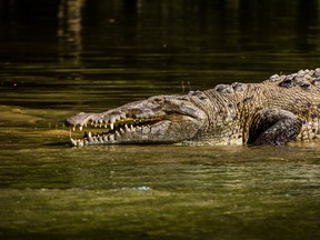 A crocodile is pictured at Sumidero Canyon in Chiapas, Mexico in this file photo. (diegograndi/Getty Images)