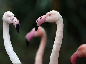 Flamingoes stand in their enclosure during the ZSL London Zoo's annual stocktake of animals on January 5, 2015 in London, England. (Dan Kitwood/Getty Images)