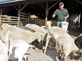 Goat farm (Dave Abel, Postmedia)