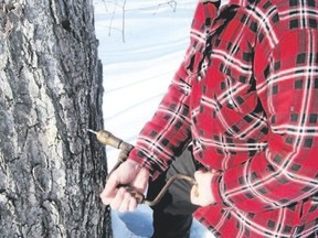Tom Shaw shows the traditional method of tapping maple trees 
using a hand drill on his Orillia-area farm. (Jim Fox/Special to Postmedia News)