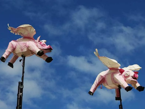 The Ottawa Citizen's paper on the biomechanics of how pigs fly was accepted for an OMICS biology conference scheduled for this summer. (MARK METCALFE/GETTY IMAGES)