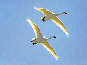 Thousands of tundra swans continue to migrate north through the Aylmer Wildlife Management Area. Aylmer-area birder Tom Danbrook monitors the area every day during this migration and is also seeing trumpeter swans, several goose species, and many duck species as well as early land birds that are on the move. (DARWIN KENT/SPECIAL TO POSTMEDIA NEWS)