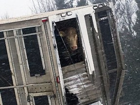 Photo courtesy of XBR Brockville, @XBR_Traffic on Twitter
A truck hauling cattle was among those involved in Tuesday’s pileup on Highway 401, but officials say the animals weren’t close to the chemical spill.