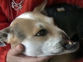 Teresa, a dog deformed by a Thai butcher, is seen in this video screengrab. (YouTube photo)