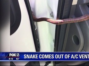 A red rat snake is seen crawling out of the air conditioning vent of a car in Florida. (Fox 13 YouTube video screenshot)