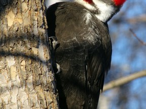 Outdoors photo pileated woodpecker