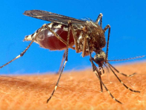 Kanata North is approaching the second year of its anti-mosquito campaign. THE ASSOCIATED PRESS