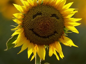 A smiley face is seen on a sunflower. (AP Photo)