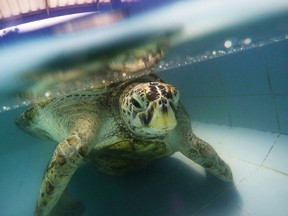 In this Friday, March 3, 2017 photo, the female green green turtle nicknamed "Bank" swims in a pool at Sea Turtle Conservation Center n Chonburi Province, Thailand. A Thai veterinarian says the 25-year-old sea turtle has slipped into a coma two weeks after it had life-saving surgery to remove 915 coins from its stomach. Tourists seeking good fortune had tossed loose change into a public pond where the turtle lived in Chonburi province, outside Bangkok. Eventually, the money formed a 5-kilogram (11-pound) weight that cracked Bank’s shell. (AP Photo/Sakchai Lalit)