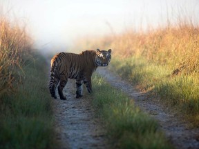 This undated file photo released by Corbett Tiger Reserve, shows a tiger at the reserve in the northern Indian state of Uttarakhand. (AP Photo/Corbett Tiger Reserve, File)