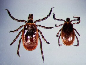 Black-legged ticks (Supplied photo)