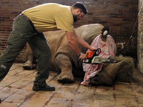 In this picture publicly provided by the zoo Dvur Kralove and taken on Monday, March 20, 2017, in Dvur Kralove, a zoo keeper removes a horn of Pamir as one of the safety measures to reduce the risk of any potential poaching attack. (Simona Jirickova/Zoo Dvur Kralove via AP)
