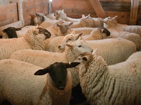 Ewes in one of the pens at the barn at Topsy Farms on Amherst Island. Approximately  one-third of the flock was shorn on March 18. Another shearing will take place in April. To confirm the dates and a viewing time,  go online to www.topsyfarms.com  (Jim Peets/Supplied photo)