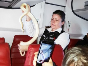 In this Sunday, March 19, 2017 photo, a flight attendant holds a snake found on a Ravn Alaska flight between Aniak, Alaska and Anchorage. (Anna McConnaughy via AP)