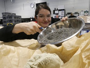 Kayleigh Jordan MacGregor with a bowl of lavender for use in their soap products at the LUSH soap factory in Toronto packing product for shipping on Friday March 10, 2017. Michael Peake/Toronto Sun/Postmedia Network