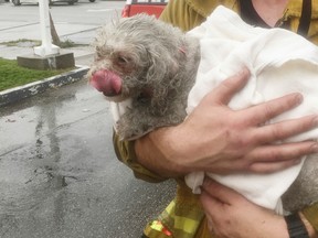 In this Tuesday, March 21, 2017 photo provided by Crystal Lamirande, Santa Monica firefighter Andrew Klein holding her dog, Nalu, in Santa Monica, Calif. Klein spent minutes giving mouth-to-snout resuscitation to the dog, who was pulled from a burning apartment. The pooch spent the next 24 hours in an oxygen chamber and is doing well. (Courtesy of Crystal Lamirande via AP)