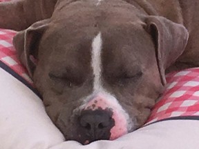 This March 9, 2017, photo provided by a Malvern, Pa., resident who recently adopted a dog now named Cranberry shows the female pit bull mix sleeping in her new home in Malvern, Pa. Philadelphia police officer Michael Long, an 11-year veteran of the force who is accused of putting the dog in a trash bag and dumping it in a park, was arrested Thursday. (AP Photo)