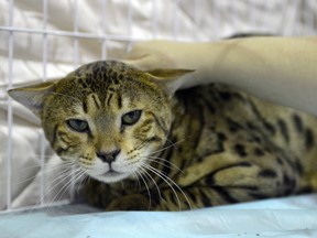 A woman touches a rare Savannah cat from the U.S. during the annual pet show at the World Trade Center in Nankang district, Taipei on July 26, 2013. (SAM YEH/AFP/Getty Images)