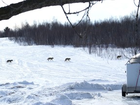 outdoors photo coyotes