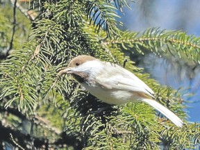 Occasionally a birder will find a common bird that is a curiosity. This partially leucistic black-capped chickadee was recently seen along the Thames River at London?s Cavendish Woods. Its faded plumage and brown cap give it the appearance of a boreal chickadee. (MICH MacDOUGALL/Special to Postmedia News)