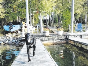 Dogs have as much fun as their human companions at the cottage. 9Jim Fox/Special to Postmedia News)