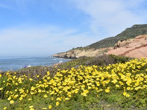 San Diego is flush with spring flowers and lush greenery this year, the result of heavier than usual winter rains. (BARBARA TAYLOR, The London Free Press)