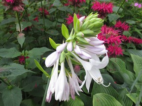 The original Bee Balm is a native plant but there are many hybrids that have been introduced since the Europeans first set foot on Canadian soil.