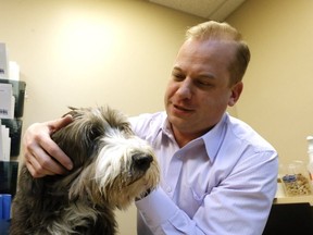 Veterinarian Clayton Greenway looks over a dog at West Hill Animal Clinic, near Port Union Rd. and Lawrence Ave. E. (MICHAEL PEAKE, Toronto Sun)