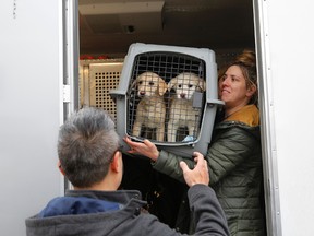 A crate holding two puppies rescued from a South Korean dog meat farm are loaded onto an animal transport vehicle near Kennedy Airport by Animal Haven Director of Operations Mantat Wong, left, and volunteer Nicole Smith Sunday, March 26, 2017, in the Queens borough of New York. The Humane Society International is responsible for saving 46 dogs that would otherwise have been slaughtered. Humane Society officials said the dogs that arrived in New York late Saturday night had awaited death in dirty, dark cages, and were fed barely enough to survive at a farm in Goyang, South Korea. (Andrew Kelly/Humane Society International via AP)