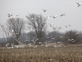 A flock of tundra swans fly away after taking a break on a farm near Roxboro Line and Highway 8 last week. The Weather Network are saying the area is expected to welcome double-digit forecasts for the rest of the week, but also states that it’s possible for winter weather to pay a visit to Huron County. (Shaun Gregory/Huron Expositor)