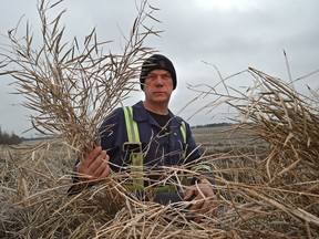 Farmer Brian Miller out in his unharvested canola crop field about 600 acres worth, he's like many other farmers who still have last falls harvest on the ground because of wet weather near Barrhead northwest of Edmonton, Monday, March 27, 2017.  Ed Kaiser/Postmedia