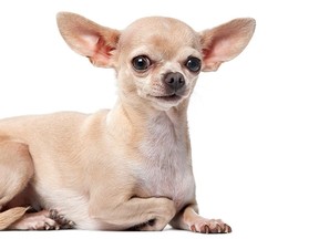 File photo of a chihuahua. (GlobalP/Getty Images)