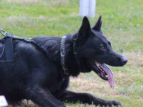 Kingston Police officer Zeus helped his partner find two Kingston men wanted in relation to a break-in in Westbrook overnight on Tuesday. (Whig-Standard file photo)