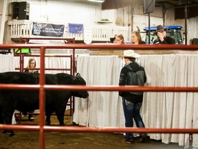 A bull gets auctioned off at Lakeland College's Beef Day at the college's Equine Centre on Friday, March 24, 2017, in Vermilion, Alta. Taylor Hermiston/Vermilion Standard/Postmedia Network.