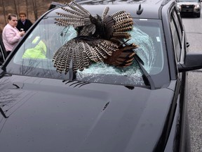 In this Tuesday, March 28, 2017 photo, a dead turkey remains lodged in the windshield of an SUV after it collided with the vehicle near Rolling Prairie, Ind. (Capt. Michael Kellems/LaPorte County Sheriff’s Office via AP)
