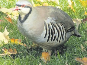 Do these count? Escaped or released chukars are seen in the London area from time to time. Populations of these beautiful quail-like birds are viable in the western U.S., however since they are not viable here, birders generally ignore them when they do appear. (photo by PAUL NICHOLSON/SPECIAL TO POSTMEDIA NEWS )