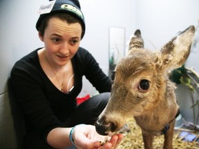 Hannah Tennet, animal care intern at the Wild at Heart Refuge Centr,e feeds Timmy, a white-tailed deer, in Sudbury, Ont. on Wednesday March 29, 2017. Gino Donato/Sudbury Star/Postmedia Network