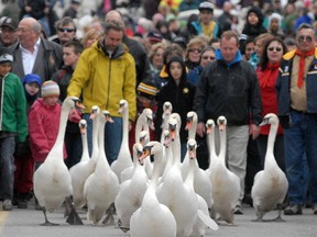 Family entertainment, guided nature walks, horse-drawn carriage rides, food trucks, charity BBQ, pop-up stalls, clowns, interactive play zone, Stratford Police Pipes and Drums and decorated topiary swans downtown, all lead up to the annual swan parade Sunday in downtown Stratford. Events run Saturday 10 a.m.-6 p.m. and Sunday noon-3 p.m. at Lakeside Drive and Morenz Drive. The parade starts at 2 p.m. at William Allman Memorial Arena. Admission is free. ; Visit visitstratford.ca or call 519-271-5140. (Beacon Herald file photo)