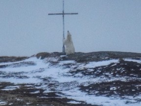 A polar bear looks up at a cross in Wesleyville, N.L., on Wednesday, March 29, 2017. THE CANADIAN PRESS/HO - Ocean View Photography, Jessica Andrews