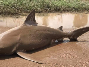 The official Twitter account for the Qld Fire & Emergency Services tweeted out this photo of a shark appearing to wash up on a road as the result of Cyclone Debbie.
