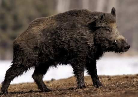 Alberta's wild boar war takes to the air | The Peace Country Sun