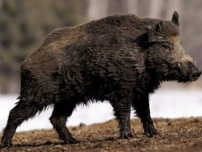 The province of Alberta is discontinuing its ear bounty program for wild boars (Edmonton Journal | File photo).