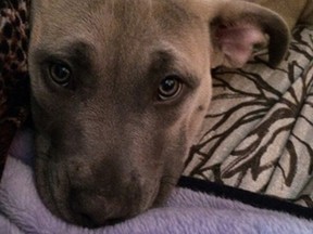 Stolen puppy rescued by dogged determined detectives